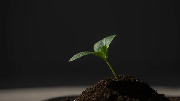 黒の背景にズッキーニの芽のクローズアップ — ストック写真