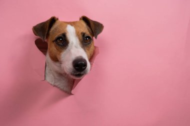 Komik köpek Jack Russell Terrier Pembe kağıt arkaplanı yırttı