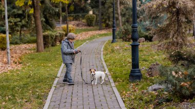 Çocuk parkta köpek Jack Russell Terrier ile koşuyor. Sonbahar Yürüyüşü