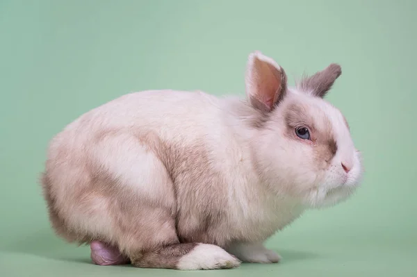 Портрет Серого Белого Лисицы Карликового Кролика Большими Яичками — стоковое фото