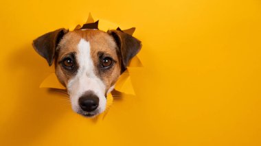 Komik köpek Jack Russell Terrier kağıt turuncu arka planda bir delikten sarkıyor.