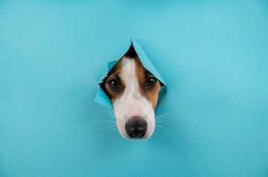 Kağıt mavisi arka planda bir delikten komik köpek ağızlığı. Boşluğu kopyala