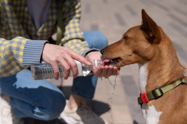 Sahibi, Afrikalı köpek Basenji 'yi sıcakta bir şişeden sular.