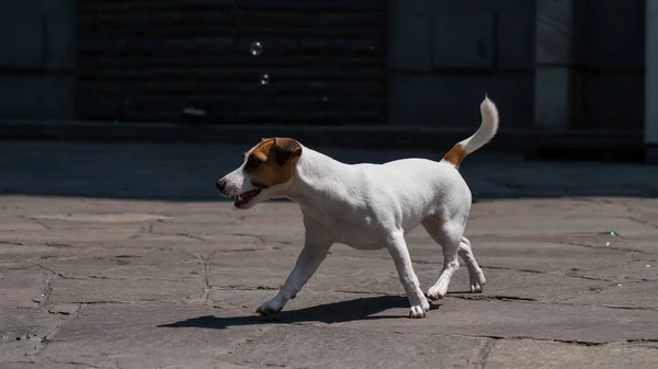 Cute Dog Jack Russell Terrier Złapać Bańki Mydlane Zewnątrz — Zdjęcie stockowe