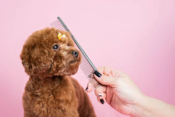 Woman Combing Mini Poodle Pink Background — Stock Photo, Image