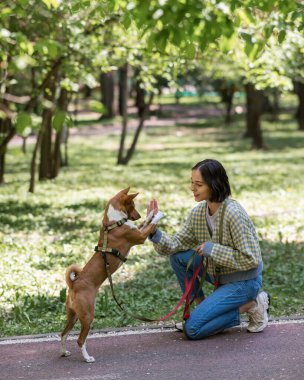 Afrikalı köpek Sabbenji parkta yürürken sahibine beşlik çakıyor.