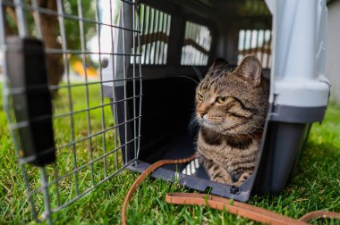 Sakin, kendine güvenen gri tekir kedi yeşil çimlerin üzerinde bir taşıyıcıda yatıyor.