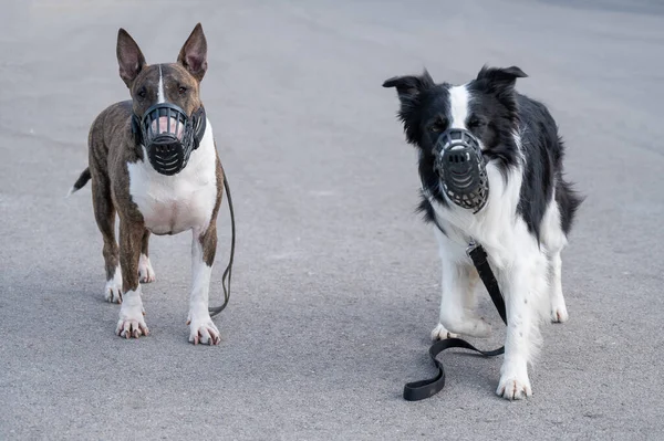 Köpekler Çoban Köpekleri Köpek Teriyerlerinin Etrafını Sarar Ağızlıkları Tasmaları Açık — Stok fotoğraf