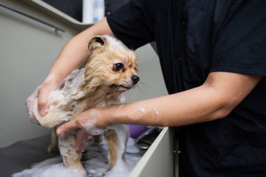 Bakımcı kadın köpeğini şampuanla yıkıyor.