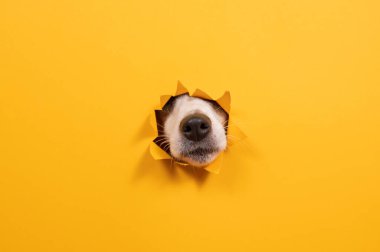 Jack Russell Terrier 'in burnu yırtılmış kağıt turuncu arka planda.