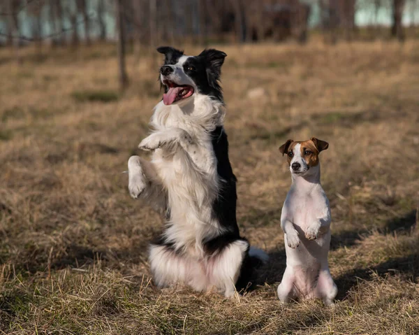 去年秋天 边境牧羊犬和杰克鲁塞尔犬在公园里散步 — 图库照片