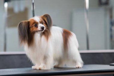 Papillon Continental Spaniel 'in kuafördeki portresi.