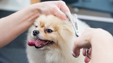 Bir kadın makasla Pomeranya kesimi yapar. Kuaförde bir köpek.