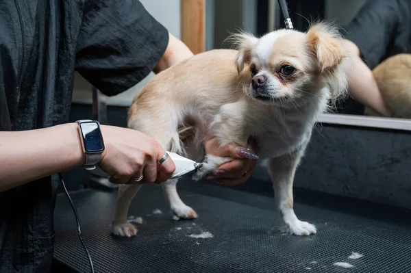 Groomer Schneidet Einem Chihuahua Einem Pflegesalon Die Haare Auf Den — Stockfoto