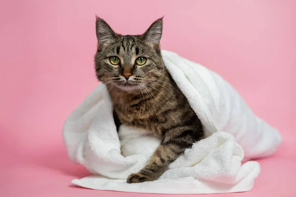 Gatto Strisce Avvolto Asciugamano Bianco Sfondo Rosa — Foto Stock