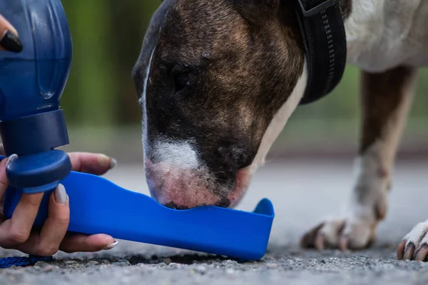 stock image The owner gives a drink to the tiger bull terrier from a special drinking bottle