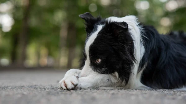 stock image Border collie dog doing exercise shame outdoors