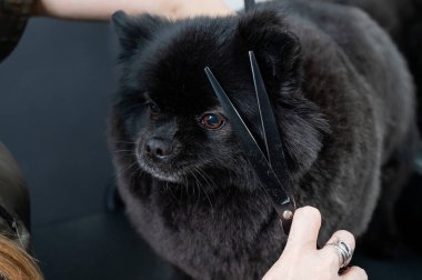 Kuaförde siyah spitz buduyor.