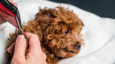 Bir kadın kahverengi bir oyuncak kanişin patilerini budayarak kesiyor.