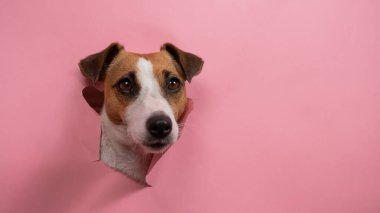 Komik köpek Jack Russell Terrier Pembe kağıt arkaplanı yırttı