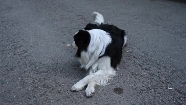 Siyah Beyaz Renkteki Çoban Köpekleri Çapraz Pençe Yapıyor — Stok video