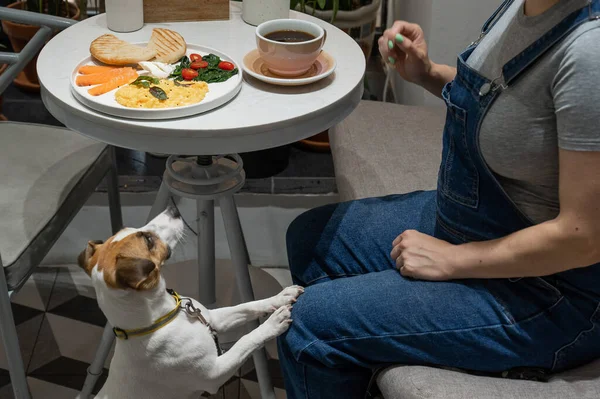 Jack Russell Terrier Está Espera Dono Café Mulher Grávida Tomando — Fotografia de Stock