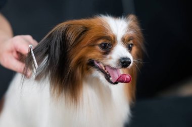 Beyaz kadın bir köpeği tarıyor. Papillon Continental Spaniel 'in tımarda dili sarkıyor.