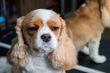 Süvari Kralı Charles Spaniel 'in bir kuafördeki portresi.