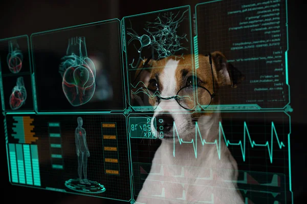 Jack Russell Terrier Cão Olha Para Dados Tela Médica Menu — Fotografia de Stock