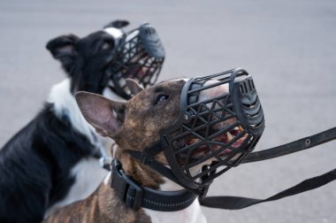 Köpekler çoban köpekleri ve köpek teriyerlerinin etrafını sarar. Ağızlıkları ve tasmaları açık havada dolaşır.