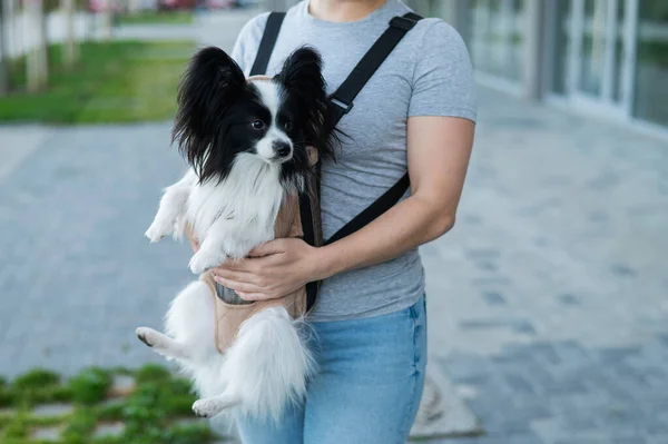 Una Mujer Pasea Con Perro Una Mochila Retrato Cerca Pappilion — Foto de Stock