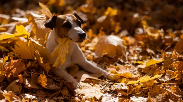 Jack Russell Terrier Hund Mit Gelbem Ahornblatt Beim Spaziergang Herbstpark — Stockfoto