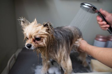 Bir kadın kuaförde şirin bir Pomeranya köpeği yıkıyor.
