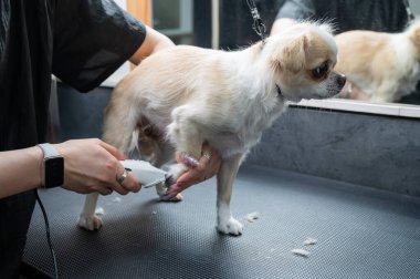 Groomer kuaförde bir chihuahua 'nın patilerinde saç kesiyor. Komik dekoratif köpek.