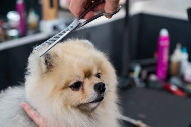 Bir kadın makasla Pomeranya kesimi yapar. Kuaförde bir köpek.