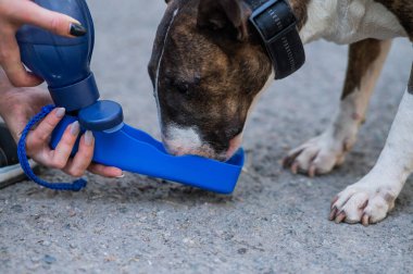 Sahibi özel bir içki şişesinden kaplan teriyerine içki veriyor.