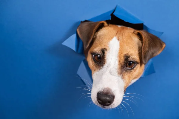 Engraçado Cão Jack Russell Terrier Inclina Para Fora Buraco Papel — Fotografia de Stock