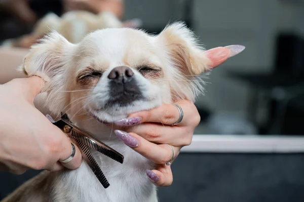 Mulher Corte Bonito Abreviatura Chihuahua Cão Salão Aliciamento — Fotografia de Stock