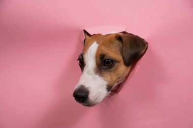 Komik köpek Jack Russell Terrier Pembe kağıt arkaplanı yırttı