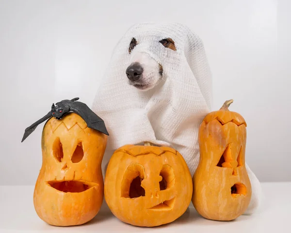 Jack Russell Terrier Hund Spökdräkt Och Tre Jack Lyktor Vit — Stockfoto