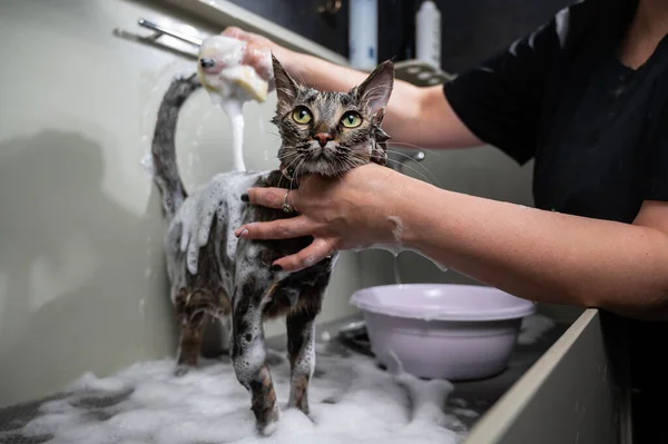 Kobieta Szampon Tabby Szary Kot Pielęgnacja Salon — Zdjęcie stockowe