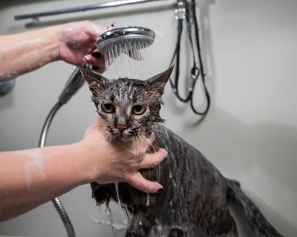 Frau Wäscht Eine Gestromte Graue Katze Einem Pflegesalon — Stockfoto