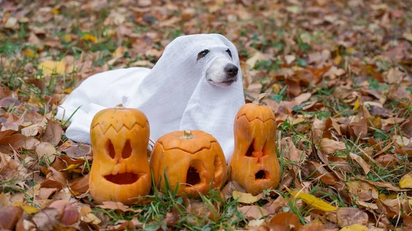 Dog Jack Russell Terrier Traje Fantasma Com Abóboras Jack Lanterna — Fotografia de Stock