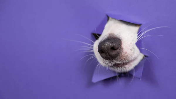 Nose Jack Russell Terrier Dog Sticks Out Torn Paper Purple — Stock Photo, Image