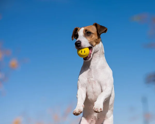 Perro Jack Russell Terrier Sosteniendo Una Bola Amarilla Boca Con — Foto de Stock