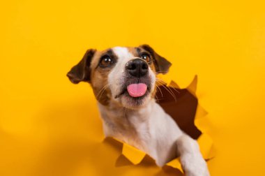 Jack Russell Terrier 'ı yalamak, kağıt turuncu arka planda yırtılmaya başlar.