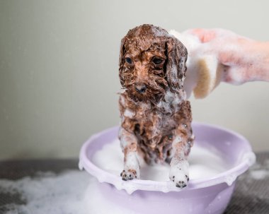 Kadın kuaförde kahverengi oyuncak kaniş şampuanlıyor.