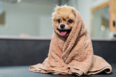 Yıkandıktan sonra bej bir havluya sarılmış şirin bir pomeranian. Bakım salonu