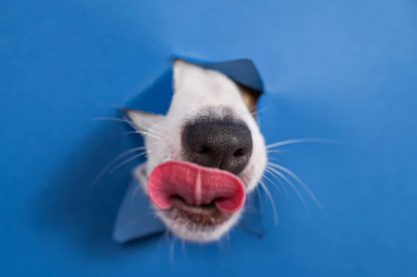 Jack Russell Terrier Pies Liże Nos Pochyla Się Nad Rozdartym — Zdjęcie stockowe