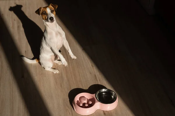 Double Bowl Slow Feeding Bowl Water Dog Jack Russell Terrier — Φωτογραφία Αρχείου